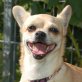 Asti, Chihuahua-Mix - Hündin
