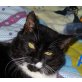 Asti, Handi-CAT aus Heidelberg sucht Einzelplatz - Kater