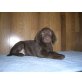 Aston, Labrador Retriever - Rüde