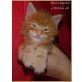 Aston Martin, Maine Coon - Kater
