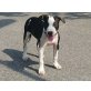 Astor, Amerikanischer Pit-Bullterrier Welpen - Rüde