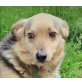 Astor, Astor, kleiner Schatz, sucht liebe Familie - Rüde