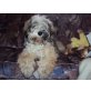 Astor, Tibet-Terrier Welpen - Rüde