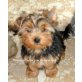Astor , Yorkshire Terrier Welpen - Rüde