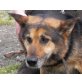 Astra, Schäferhund-Mischlingshündin - Hündin