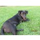 Astra, fröhliche Hundedame - Hündin