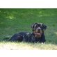 Astra vom Kaiserwald, Rottweiler Welpen - Hündin