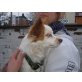 Astro, Papillon-Cocker Spaniel Mix - Rüde