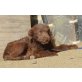 Astro, verträglicher Familienhund Welpen - Rüde