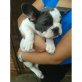 Atemberaubende 7/8 Französisch Bulldog Welpen, Französische Bulldogge - Rüde