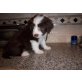 Atemberaubende Bearded Collie Welpen Ready to, Bearded Collie - Rüde