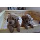 Atemberaubende Rare Red MiniaturGoldendoodle, Goldendoodle - Hündin