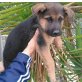 Atenea, Mischling Welpen - Hündin
