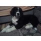 Athena, Landseer und Berner Sennenhund - Hündin