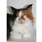 Athena, Maine Coon - Katze