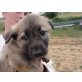 Athena, Schäferhund Mix - Hündin