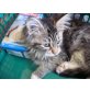 Athene ......., Norwegische Waldkatze - Katze
