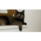 Athene - eine liebenswürdige Kuschelmaus, Norwegische Waldkatze - Katze