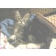 Athene und Ariadne aus der ..., Norwegische Waldkatze - Katze