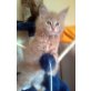 Athos,Armani, Maine Coon - Kater