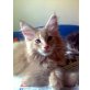 Athos,Armani, Maine Coon - Kater