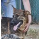 Athos, junger aufgeschlossener SchäferhundDoggen-Mix - Rüde