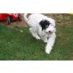Atisha, Tibet-Terrier - Hündin