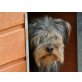 Atoll, Yorki-Schnauzer - Rüde