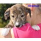 Atomic, Border Collie Mix Welpen - Rüde