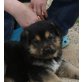 Atos, Schäferhund Mix Welpen - Rüde