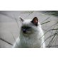 Atreju, Ragdoll - Kater