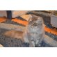 Atreus, Amor, Britisch Langhaar - Kater