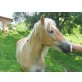 Attex, Haflinger - Wallach