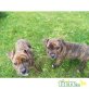 Attila, Amerikanischer Staffordshire-Terrier Welpen - Rüde