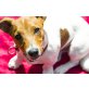 Attila, Jack-Russell-Terrier - Rüde