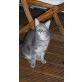 Atze, Maine Coon Mix - Kater
