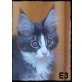 Auda´s Estrelle, Maine Coon - Katze