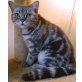 Audrey, Britisch Kurzhaarkatze - Katze