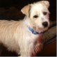 Audrey, Terriermischling - Hündin
