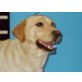 Audrey,sehr lieb, Labrador Retriever - Hündin