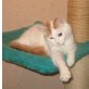 Auf der Suche nach dir , Türkische Van Katze - Katze