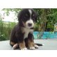 Aufgeweckte, reinrassige Berner Sennen Welpen, Berner Sennenhund Welpen - Hündin