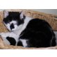 August, Europäische Kurzhaarkatze - Kater