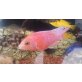 Aulonocara Firefish
