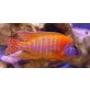 Aulonocara Red Rubin