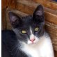 Aunai, EKH-Mix sucht nette Menschen-Video - Kater