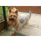 Aura, Yorkshire Terrier - Hündin