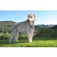 Aura und Cesar vom Wipfragrund, Irish Wolfhound - Rüde