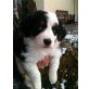 Aura und Kinaya, Australian Shepherd Dog Welpen - Hündin