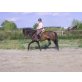 Ausdrucksstarker 4-jähriger P.R.E.-Mix Wallac - Wallach